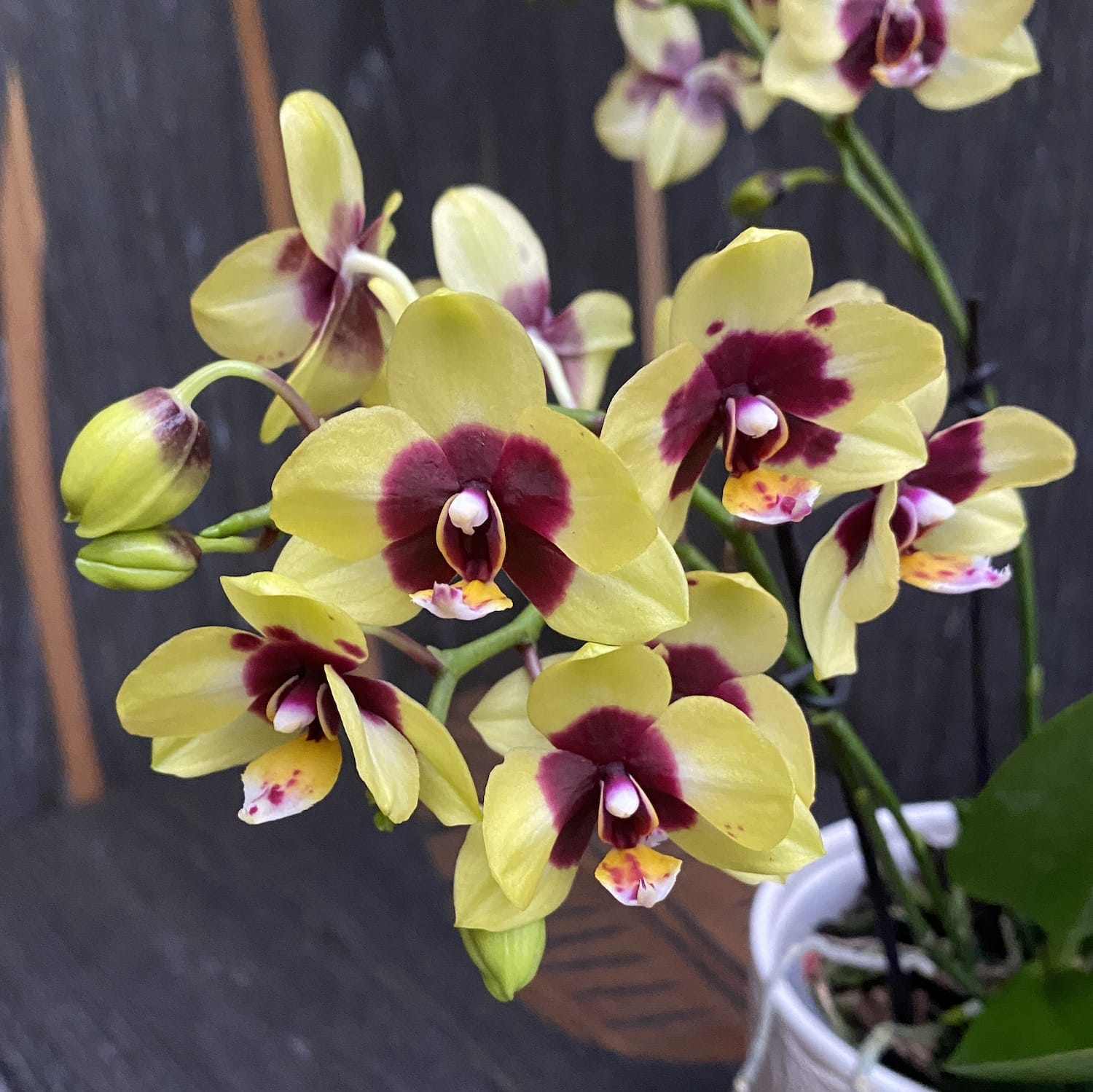 Phalaenopsis Deep Secret (Selfie)