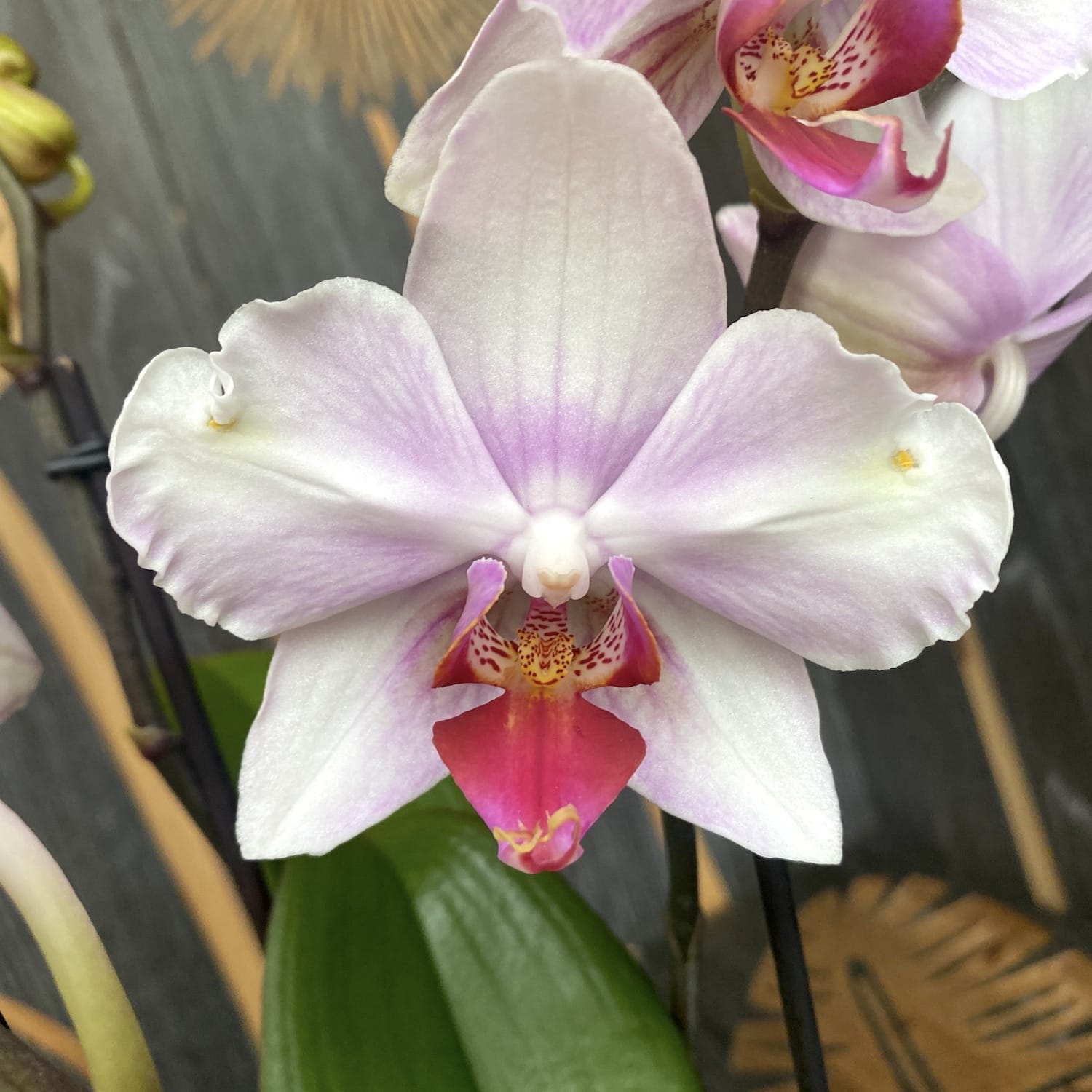 Phalaenopsis MyMonro Make Up (Diva Pink Blush) - fiori pelorici