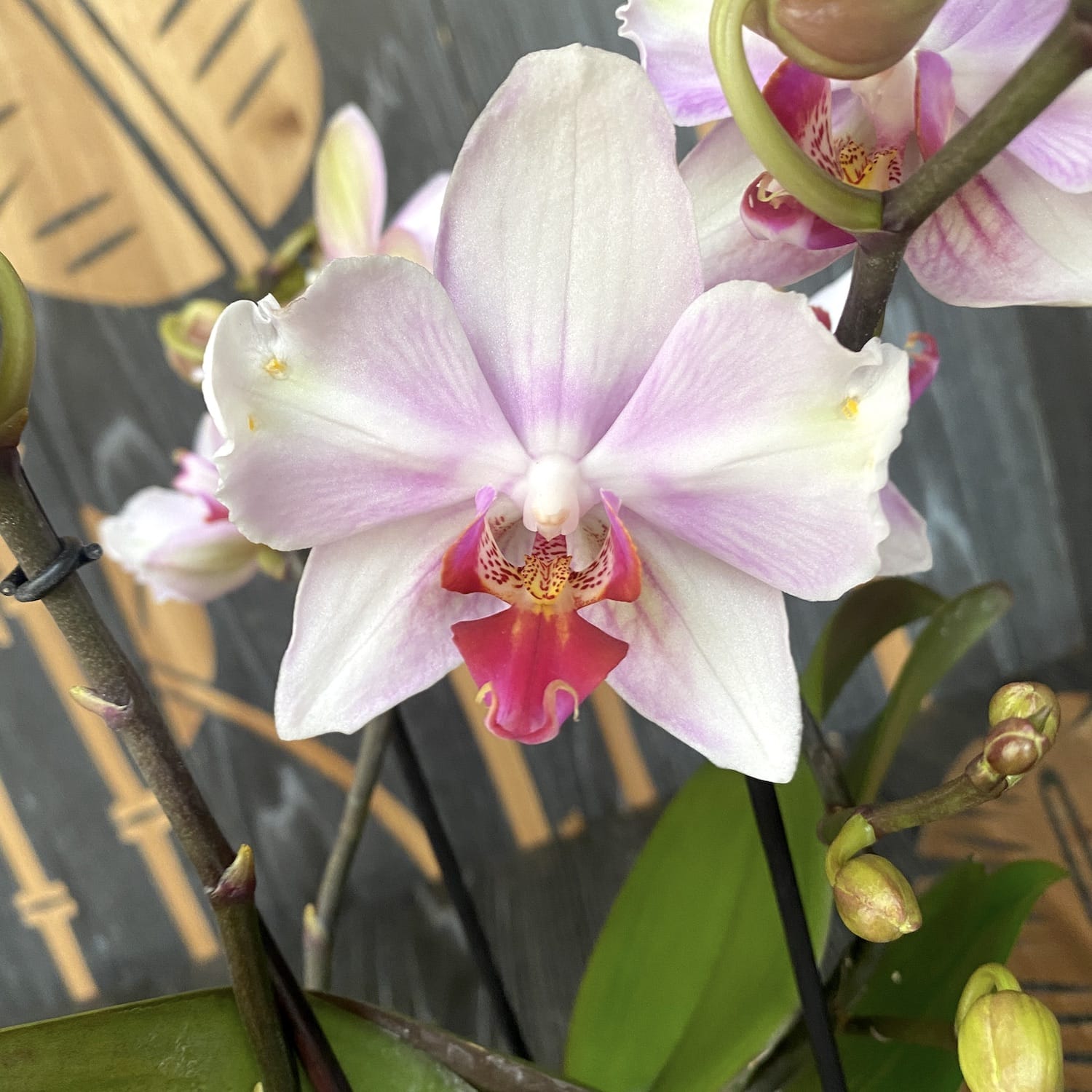 Phalaenopsis MyMonro Make Up (Diva Pink Blush) - fiori pelorici