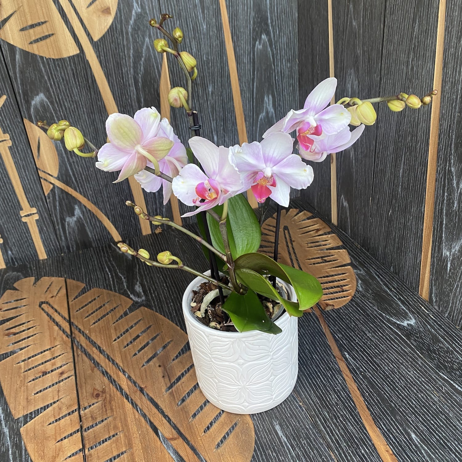 Phalaenopsis MyMonro Make Up (Diva Pink Blush) - fiori pelorici