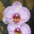 Phalaenopsis 'Dominika'