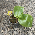 Phalaenopsis Dragon Tree Eagle * scented