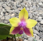 Phalaenopsis Dragon Tree Eagle * scented