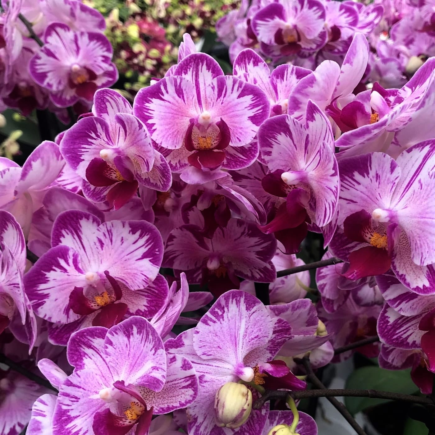 Phalaenopsis Little Gem Stripes 'Cat's King'