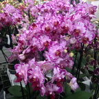 Phalaenopsis Little Gem Csíkos 'Macskakirály'