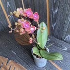 Phalaenopsis Dusty Belle peloric - ароматни цветя DB02