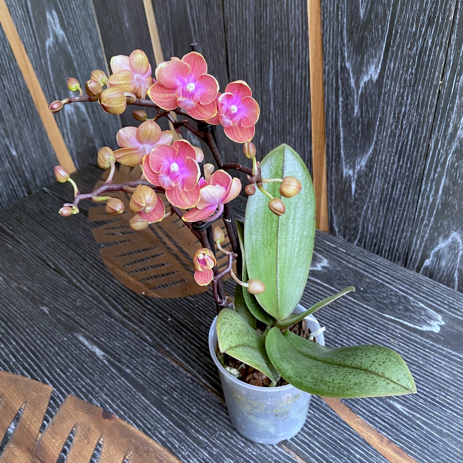 Phalaenopsis Dusty Belle pelorique - fleurs parfumées DB02