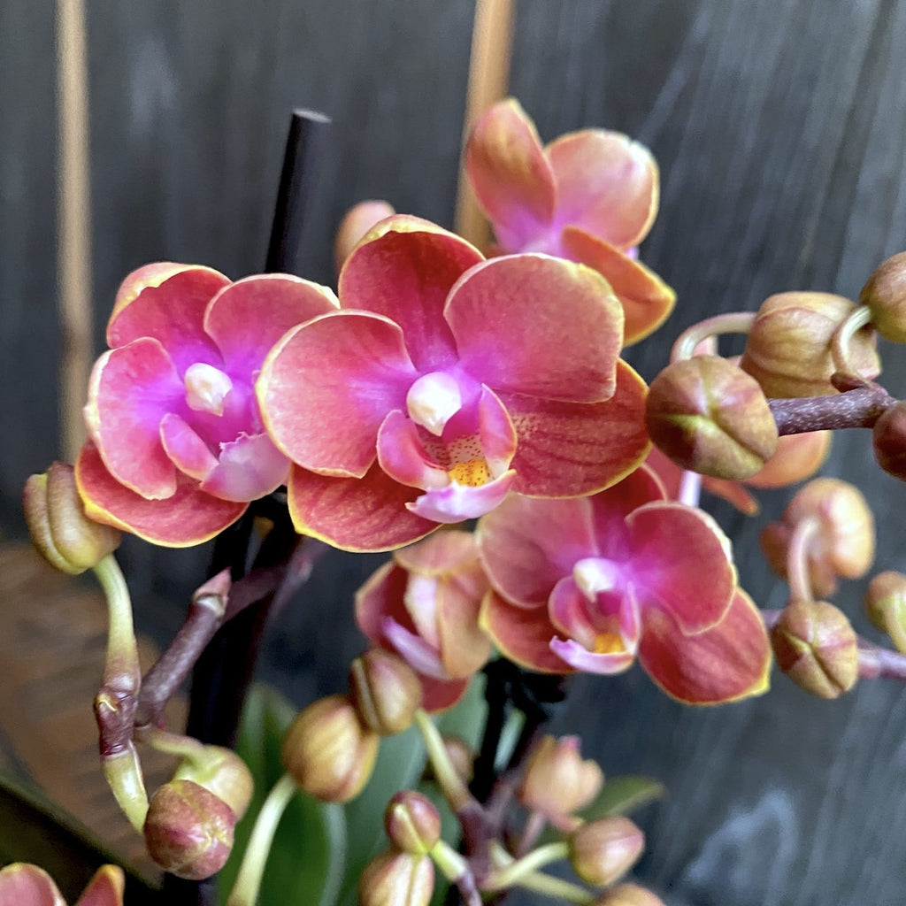 Phalaenopsis Dusty Belle peloric - doftande blommor DB02