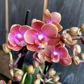 Phalaenopsis Dusty Belle peloric - ароматни цветя DB02