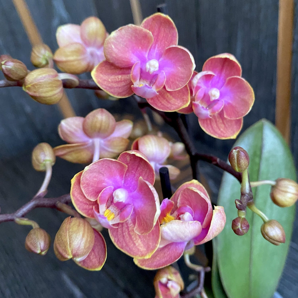 Phalaenopsis Dusty Belle peloric - doftande blommor DB02