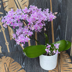 Phalaenopsis Equestris Rainbow Chip