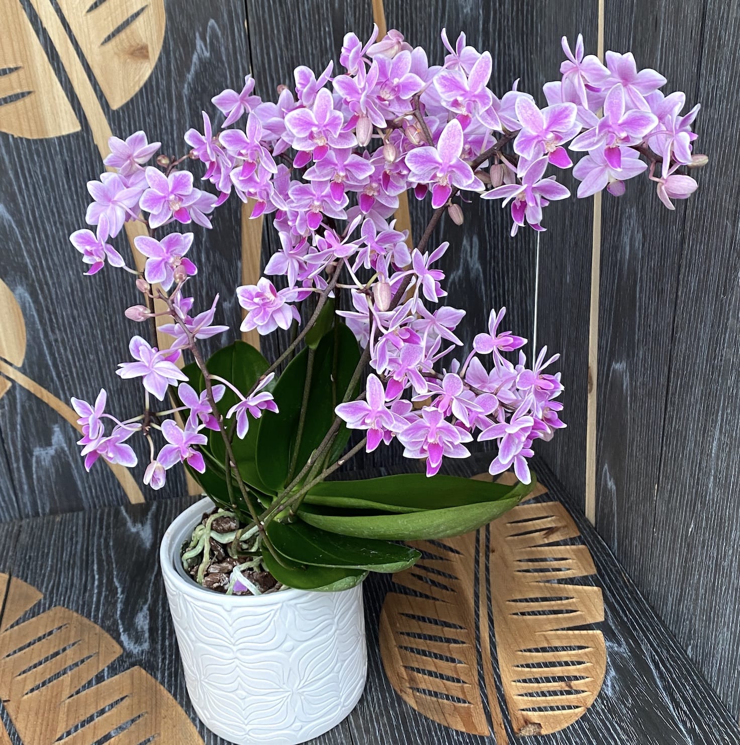 Phalaenopsis Equestris Rainbow Chip