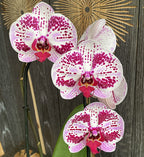 Phalaenopsis Euphorion (flori XL)