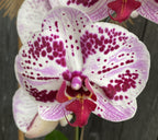 Phalaenopsis Euphorion (flori XL)