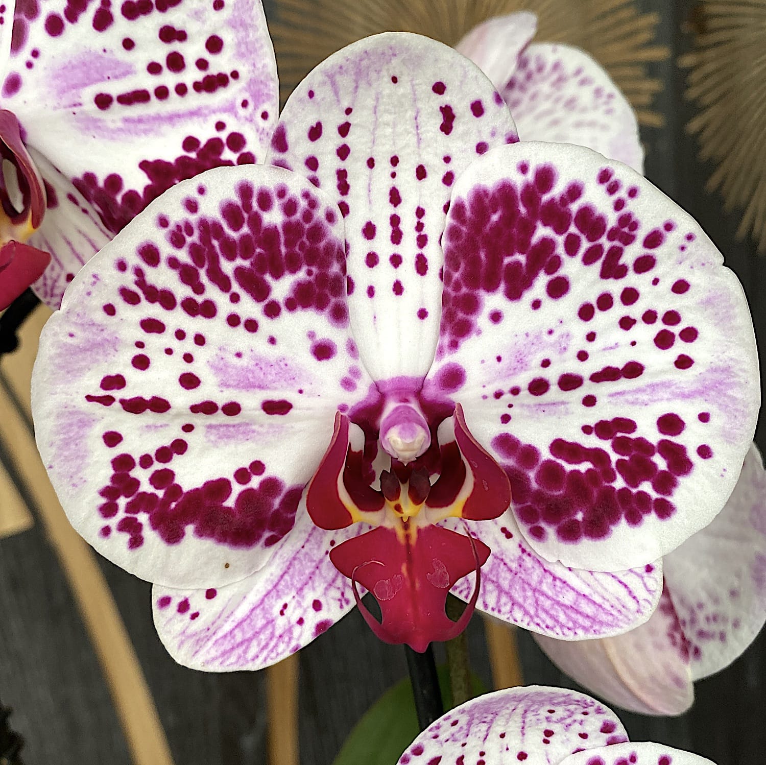 Phalaenopsis Euphorion (fiori XL)