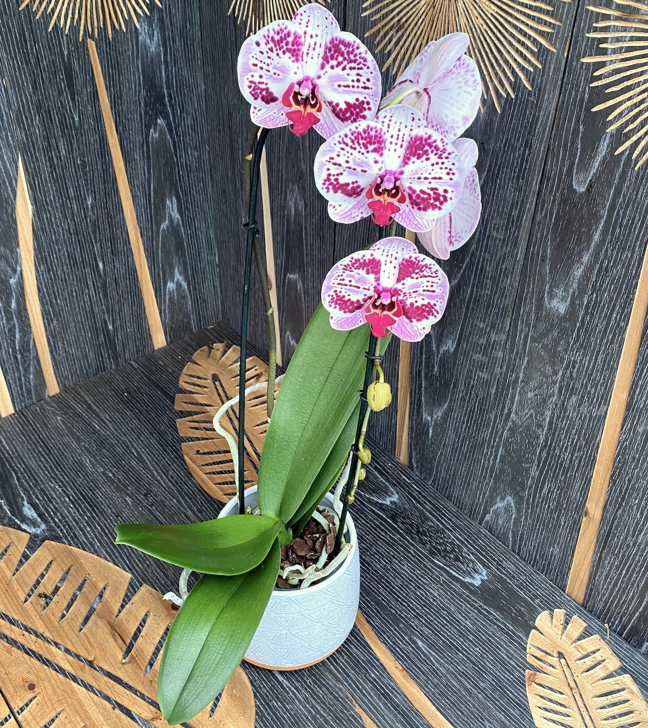 Phalaenopsis Euphorion (XL-Blumen)