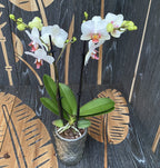 Phalaenopsis Exquisite Forest