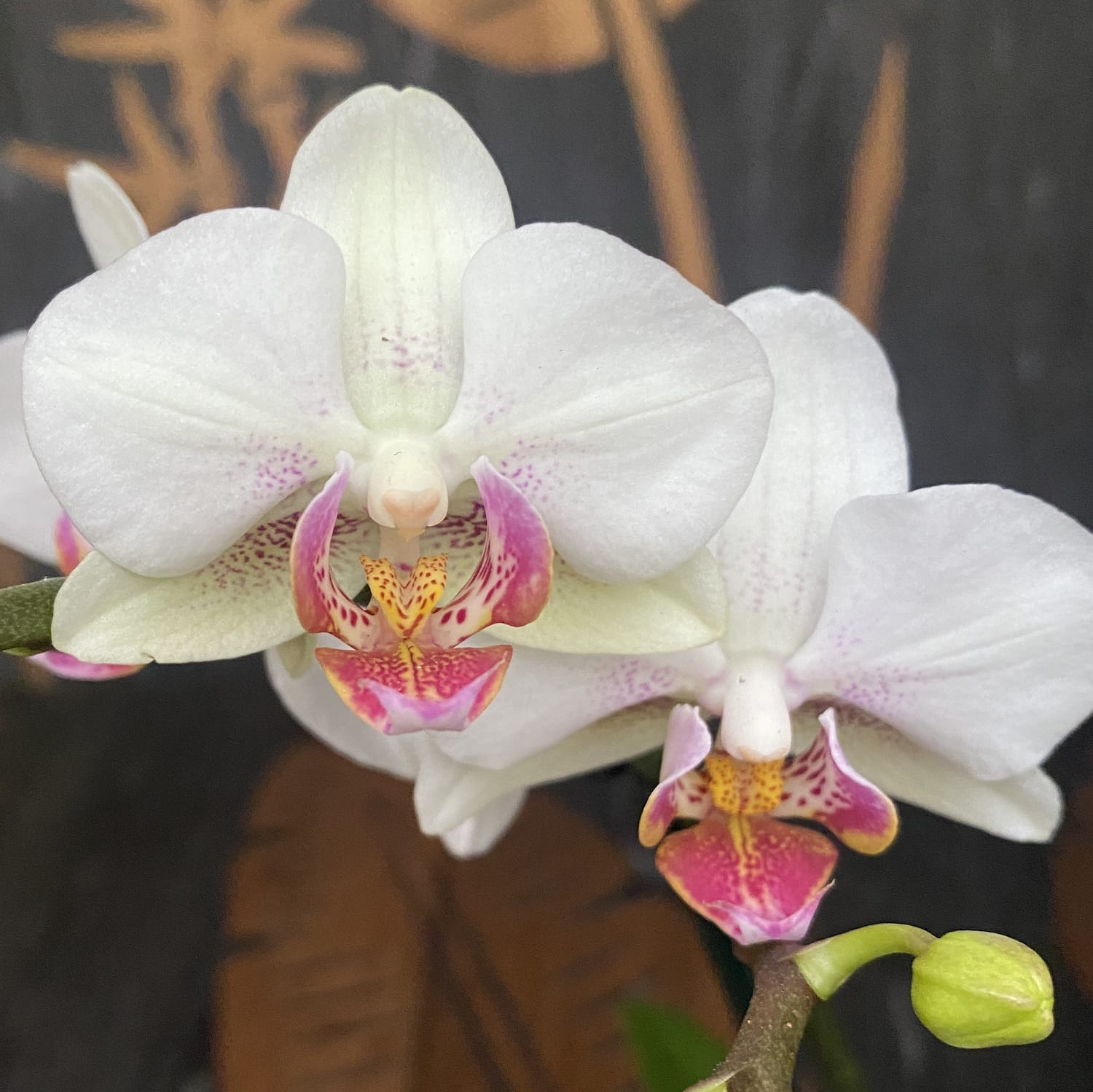 Phalaenopsis Exquisite Forest