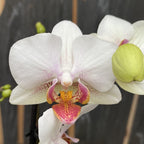 Phalaenopsis Exquisite Forest