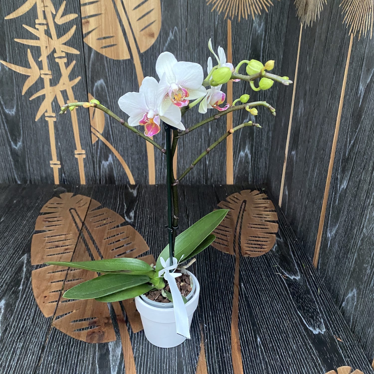 Phalaenopsis Exquisite Forest