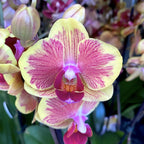 Phalaenopsis Fangmei Sweet '1452' (Nederland)