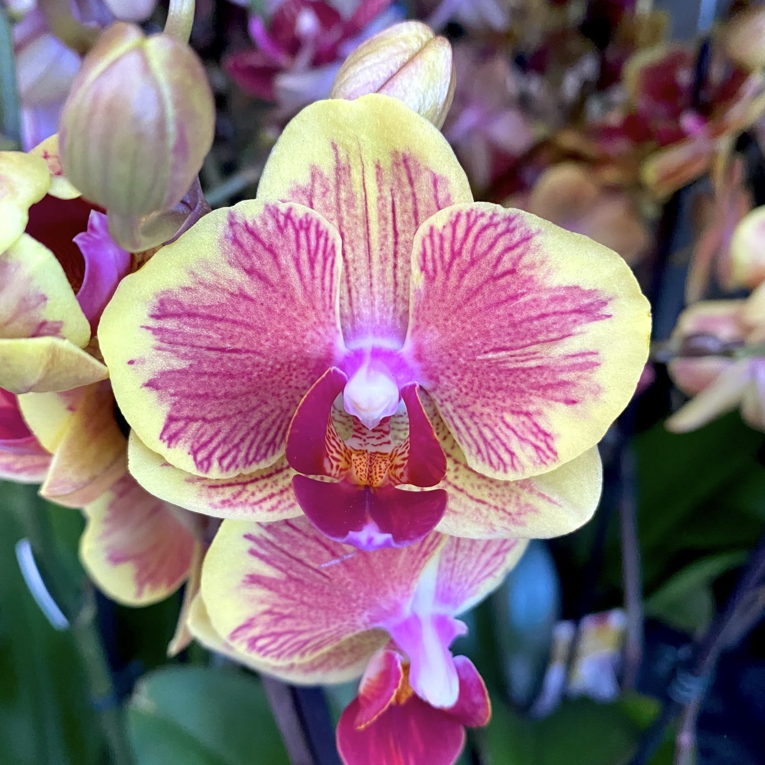 Phalaenopsis Fangmei Sweet '1452' (Niederlande)