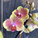 Phalaenopsis Fangmei Sweet '1452'