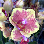 Phalaenopsis Fangmei Sweet '1452' (Nederland)