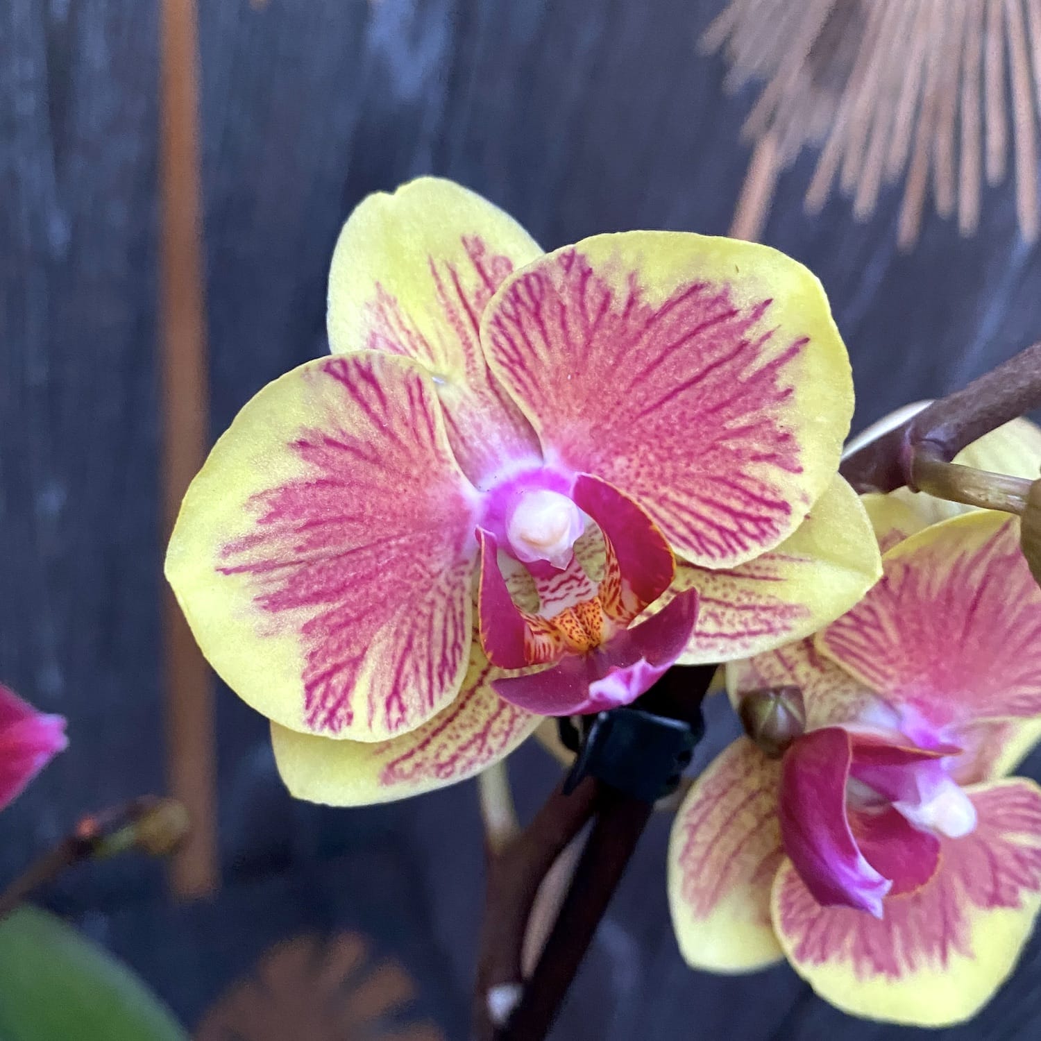 Phalaenopsis Fangmei Sweet '1452' (Niederlande)