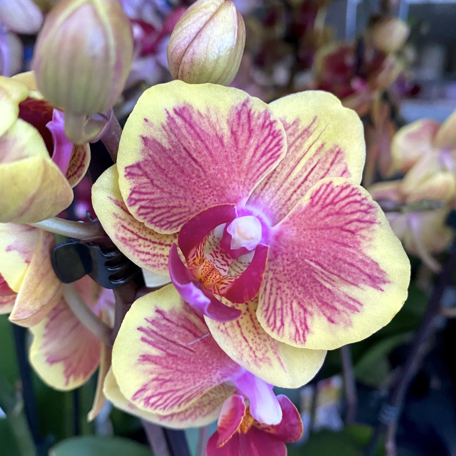 Phalaenopsis Fangmei Sweet '1452'