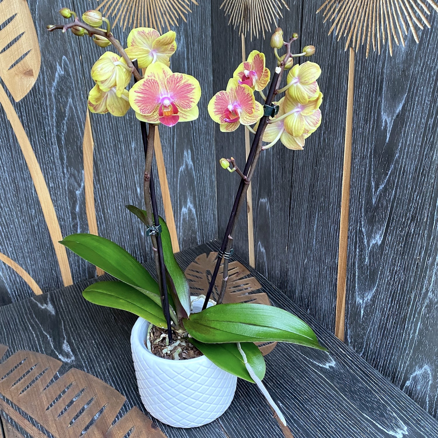 Phalaenopsis Fangmei Sweet '1452' (Niederlande)