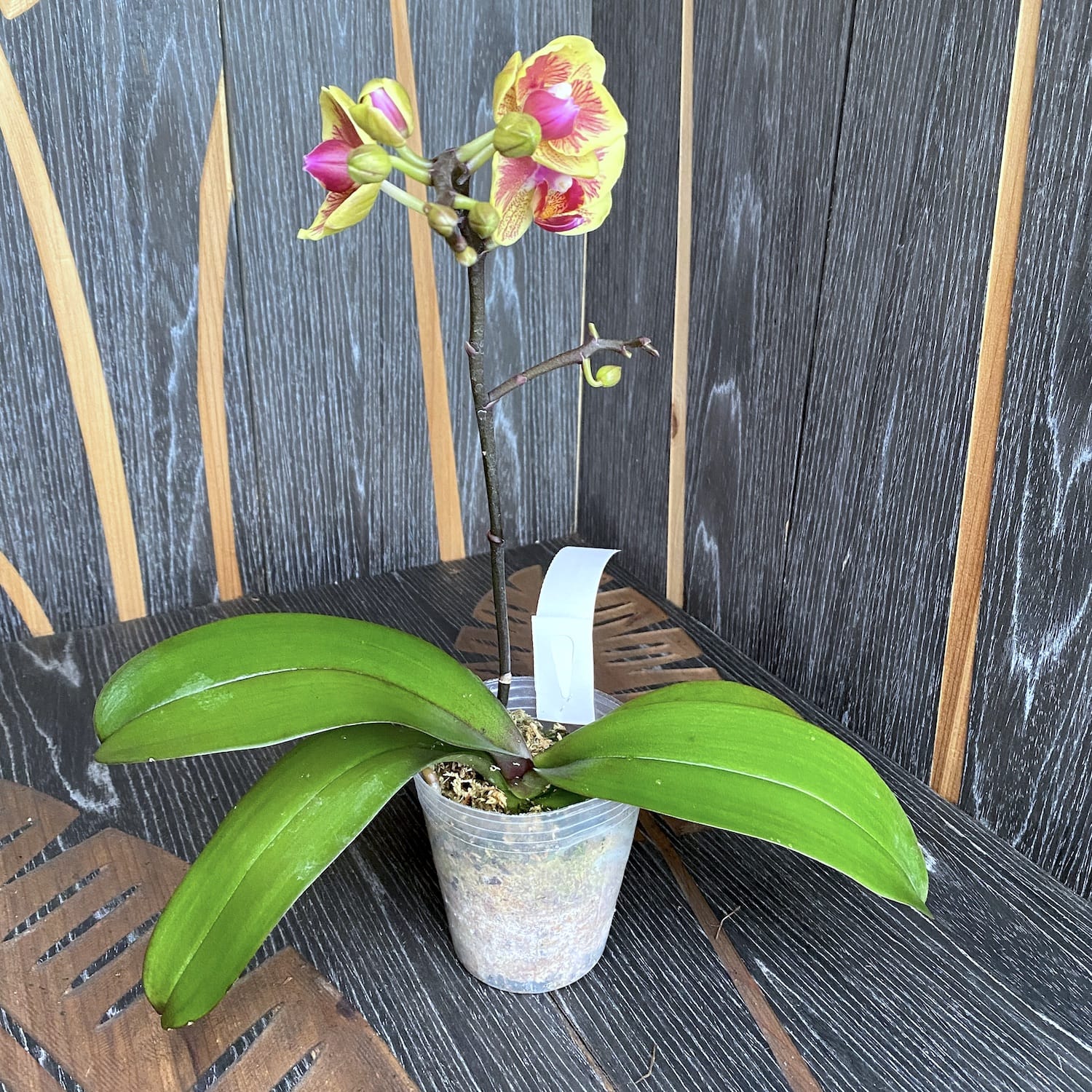 Phalaenopsis Fangmei Sweet '1452'