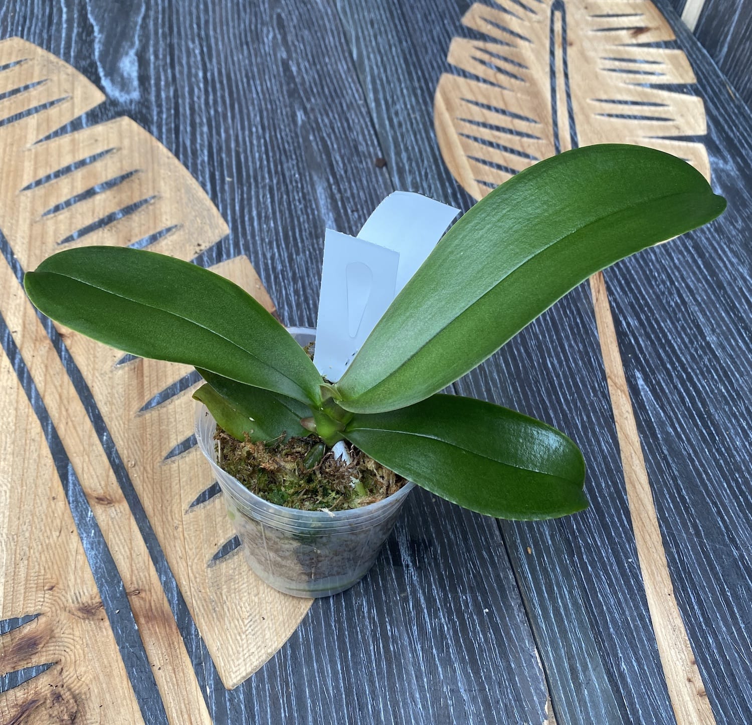 Phalaenopsis Fangmei Sweet '1456'