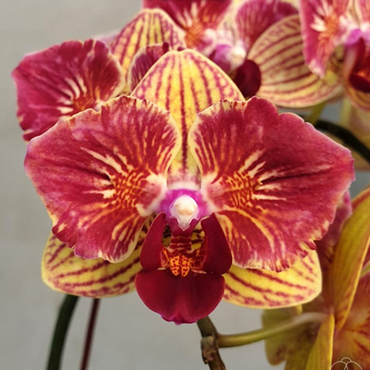 Phalaenopsis Fangmei Sweet (peloric - butterfly)