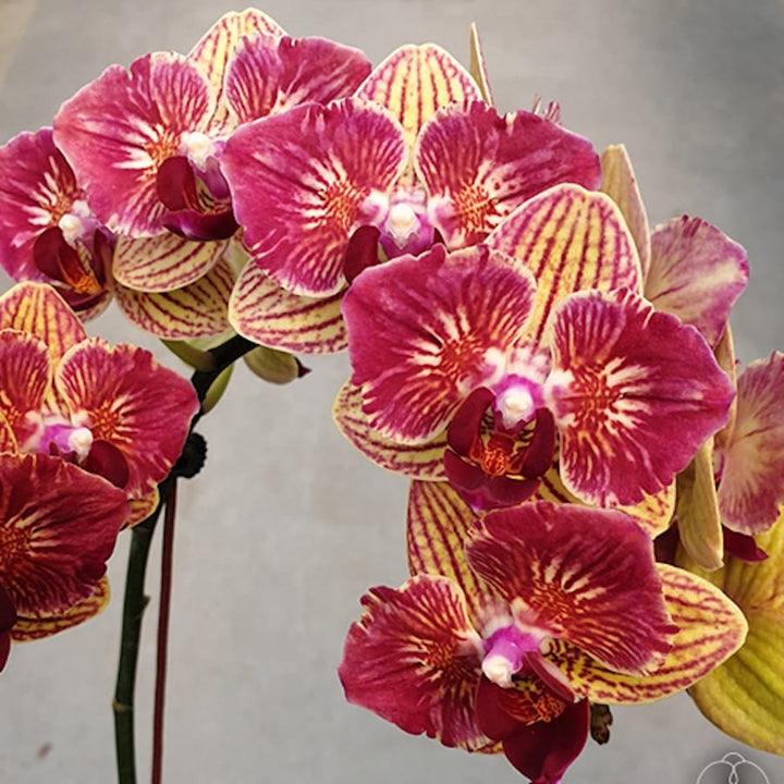 Phalaenopsis Fangmei Sweet (peloric - butterfly)