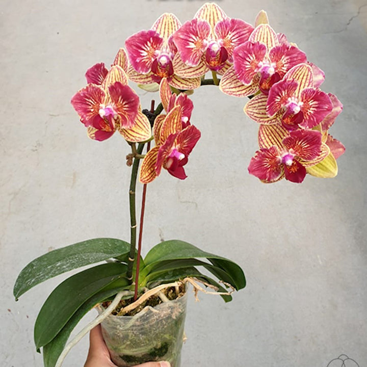 Phalaenopsis Fangmei Sweet (peloric - butterfly)