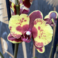 Phalaenopsis Flaming Jazz