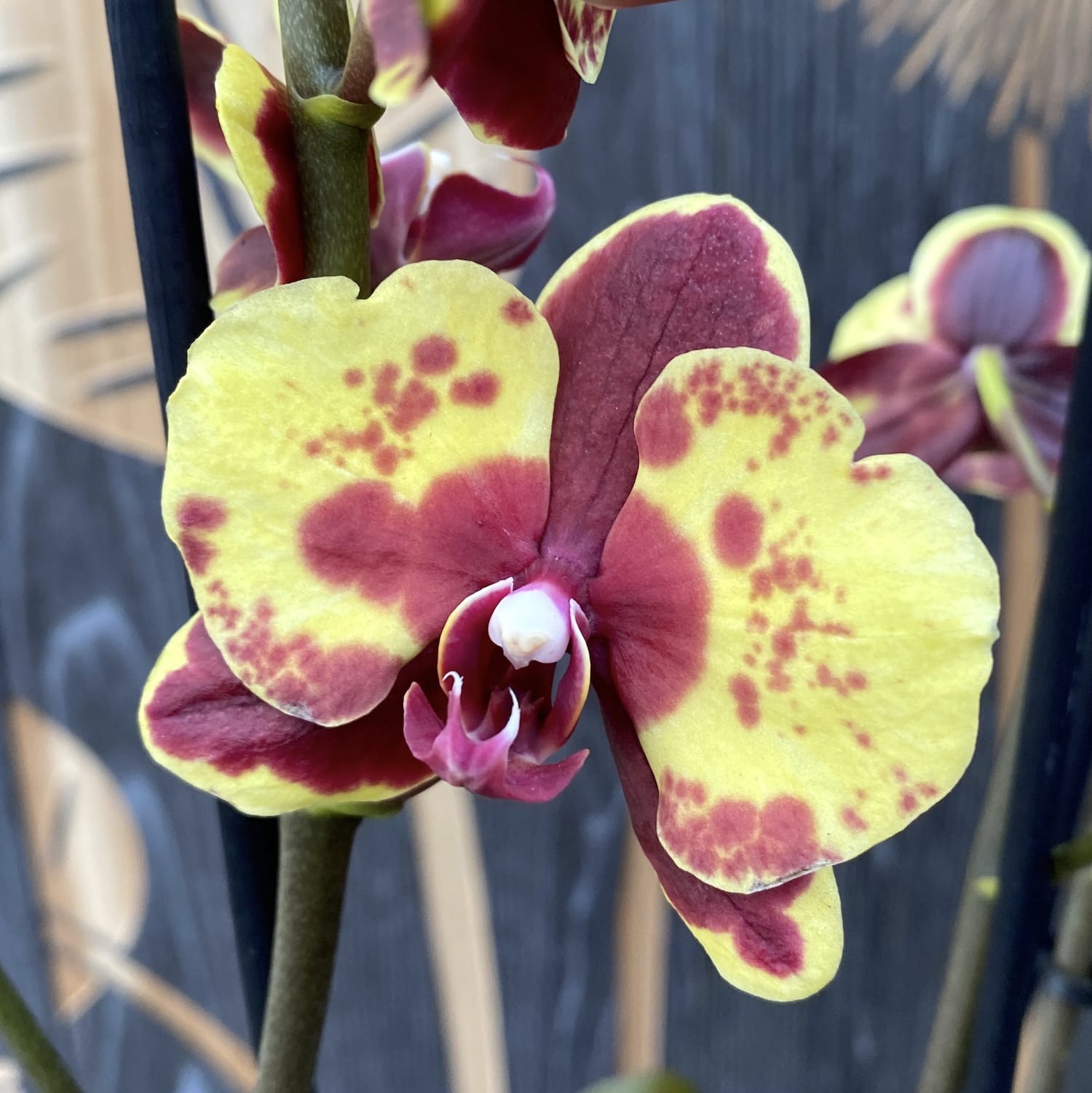 Phalaenopsis Flaming Jazz