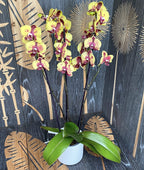 Phalaenopsis Flaming Jazz