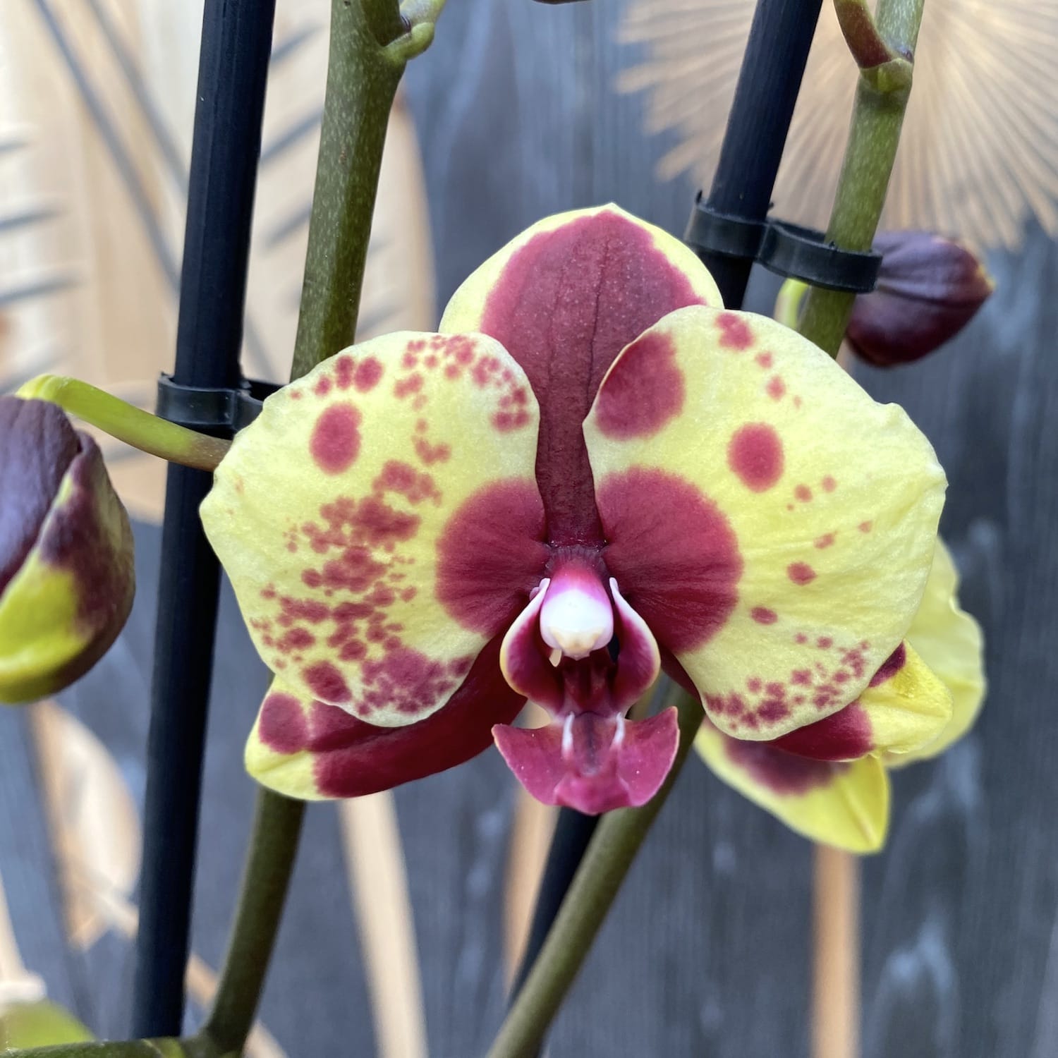 Phalaenopsis Flaming Jazz