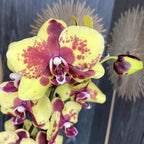 Phalaenopsis Flaming Jazz