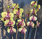 Phalaenopsis Flaming Jazz