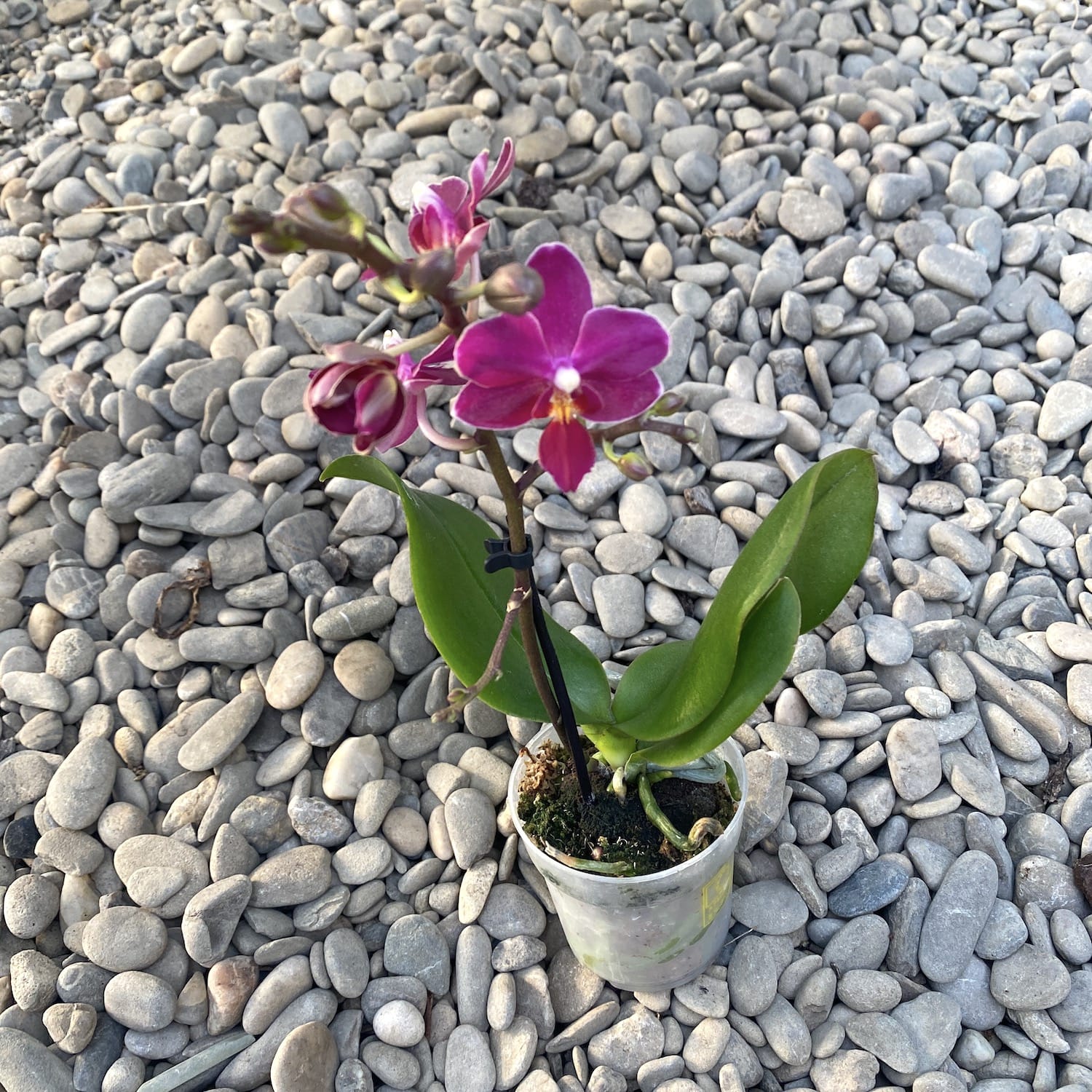 Phalaenopsis Fleur * parfumata
