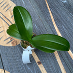 Phalaenopsis Fong Tien's Amapearl 'Cone Pearl CL913G'