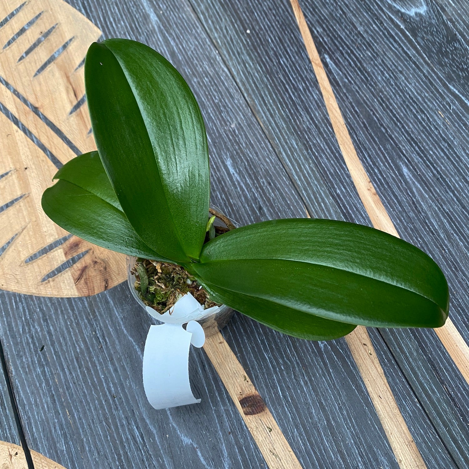 Phalaenopsis Fong Tien's Amapearl 'Cone Pearl CL913G'