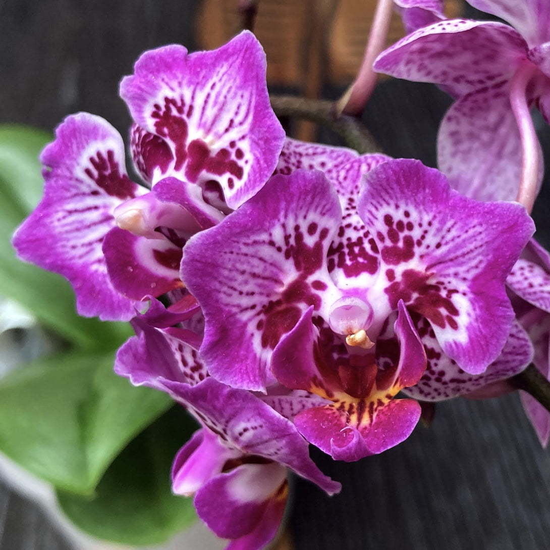 Phalaenopsis Formosa Cranberry 'Wilson'