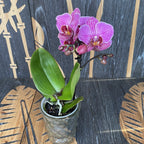 Phalaenopsis Fortaleza