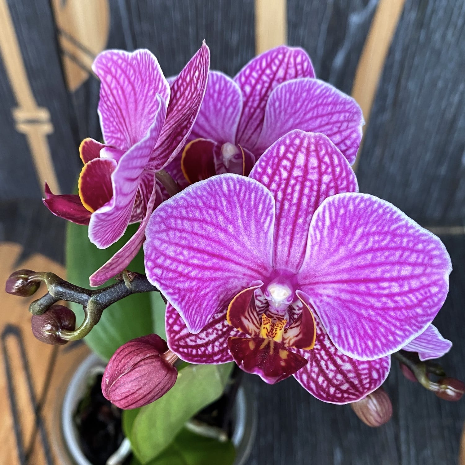 Phalaenopsis Fortaleza