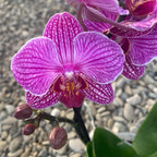 Phalaenopsis Fortaleza