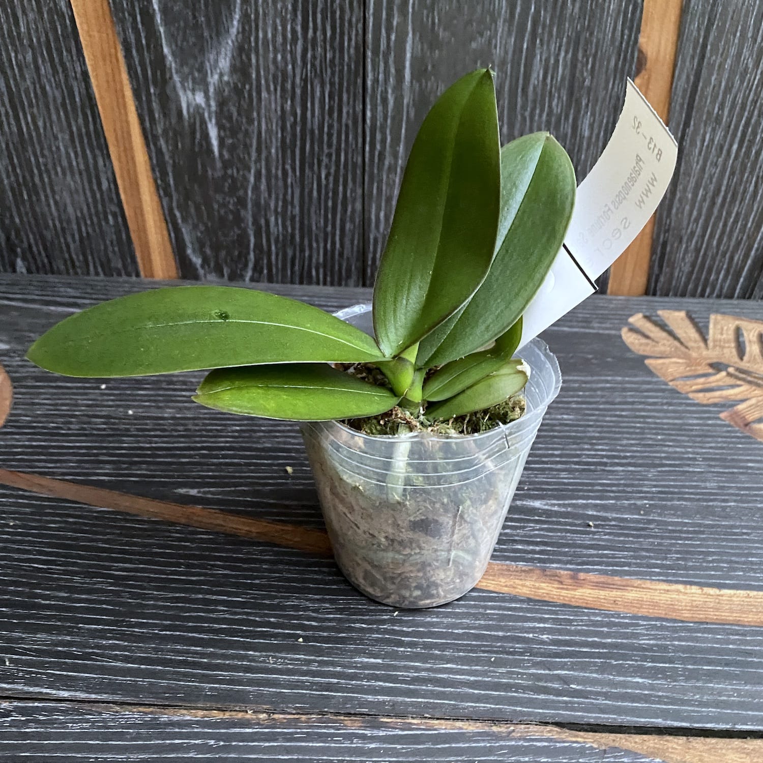 Phalaenopsis Fortune Saltzman (pelorická - motýlí)